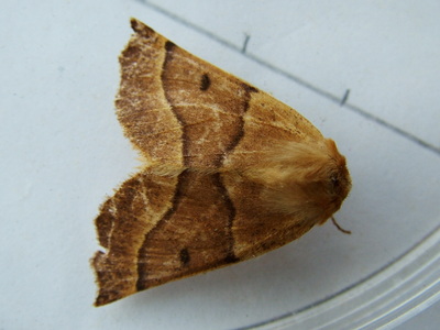 Scalloped Oak